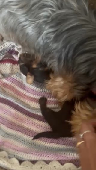 Yorkshire Puppies