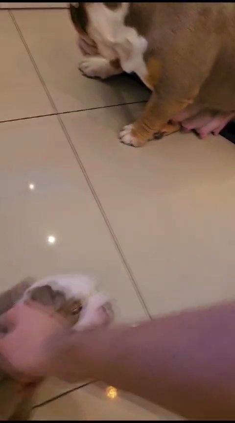 stunning  English bulldog puppies