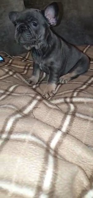 French Bulldog Lilac & Tan Pink & Testable