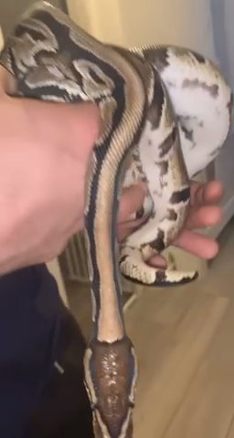 snake and tank set up