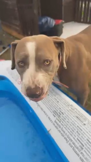 Malia American Bulldog To Rehome