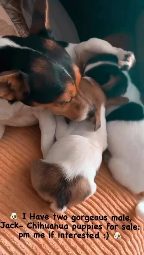 jackxchihua