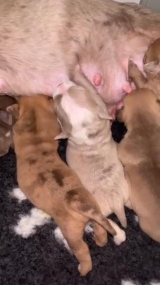 Ready To Leave 2 Female OLDE ENGLISH BULLDOGS, HEALTH TESTED
