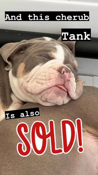 Get On Our Pupdate List For Future Litters