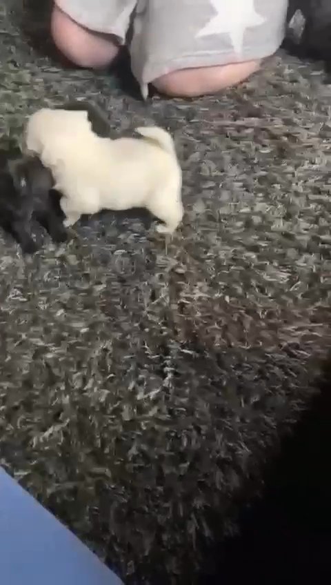 pug 7week old pugs forsale
