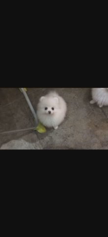 White Pom
