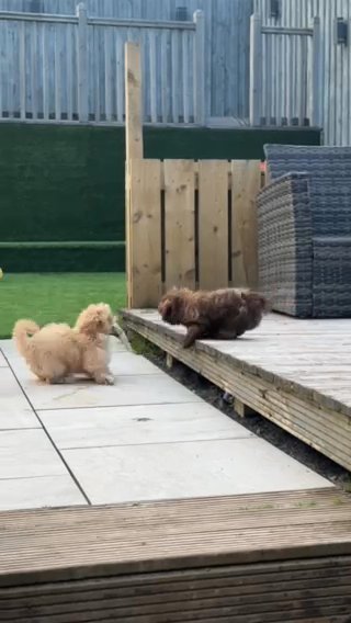 Only Girl Left ? Imperial Shih Tzu