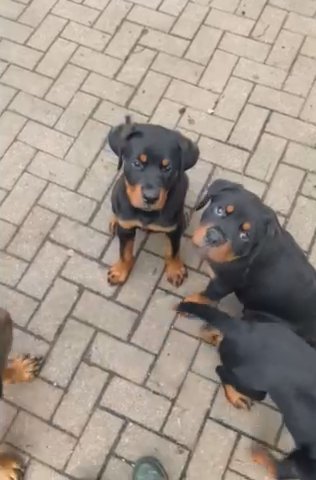 Best Quality Kc Health Tested Rottweiler Puppies