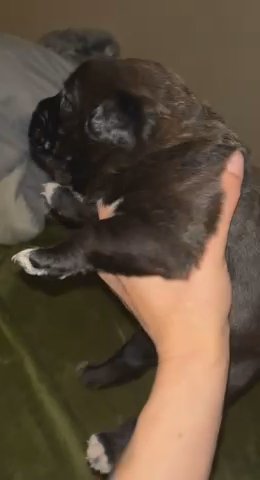 Cane Corso X Akita