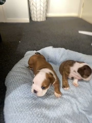 kc english bulldog pups