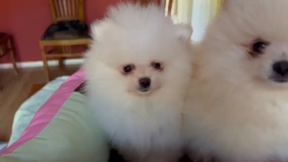 2 Pomeranian Boy Puppies READY TO GO