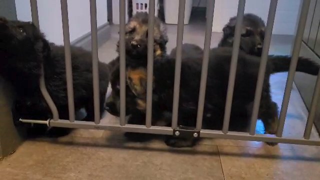 German shepherd puppy for sale