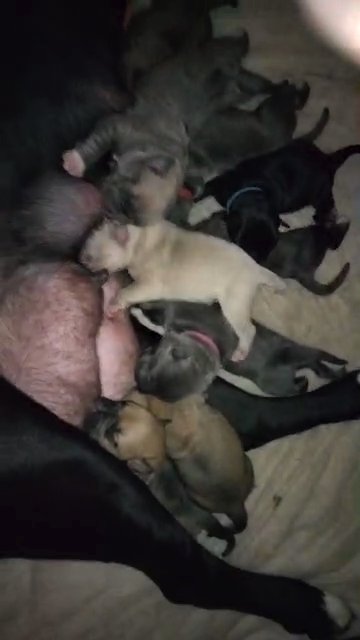 Cane Corsa mix