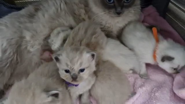 RAGDOLL KITTENS