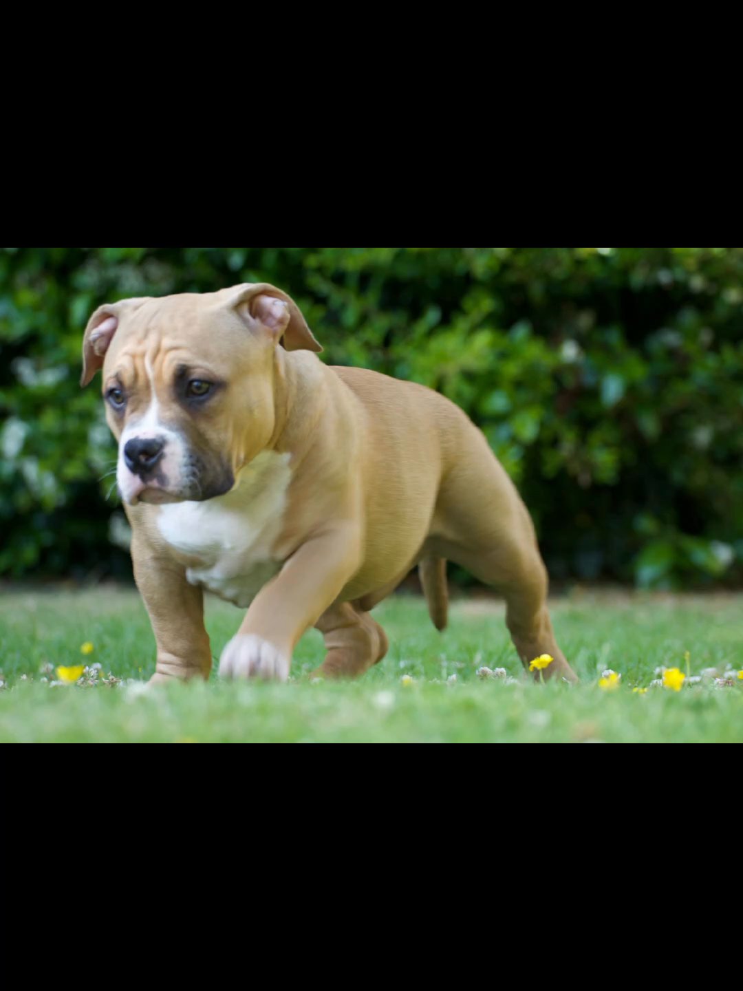 pocket bullys