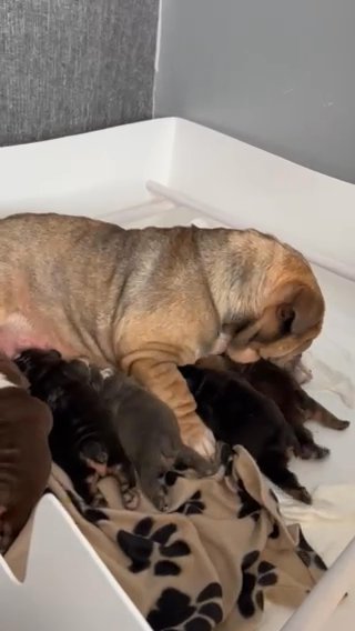 English bulldogs