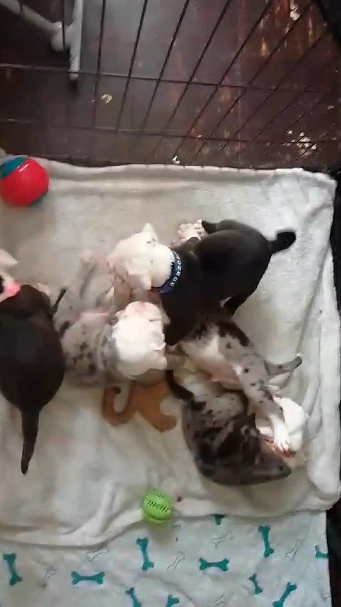 olde english bulldogge puppies