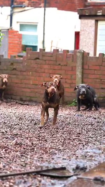 Elite Bully Squads Ace × Dutch Top picks available