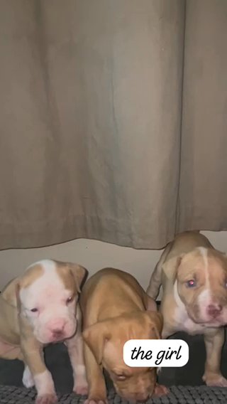 ? Stunning American Bull Staffys?
