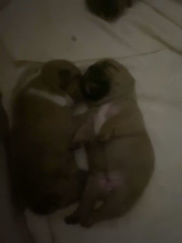 French Bulldog Puppies