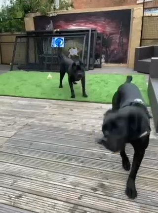 Cane Corso