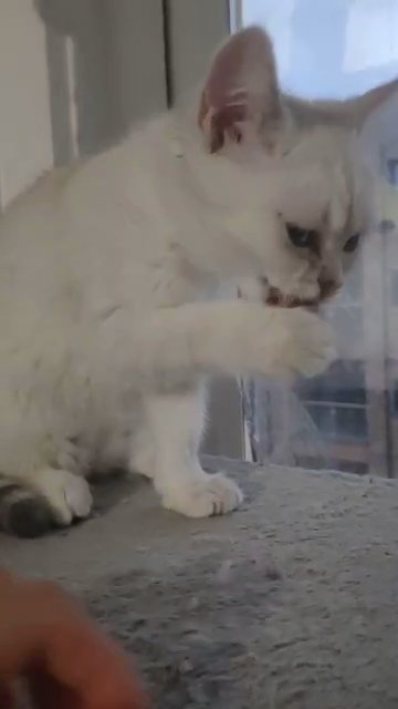 3kitten sale