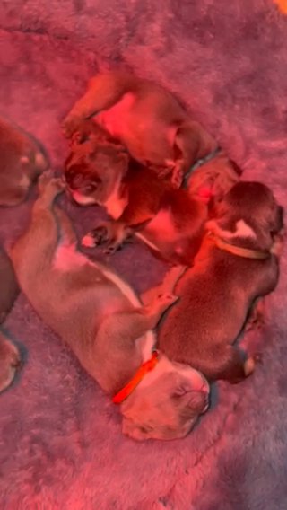 French Bulldog Puppies