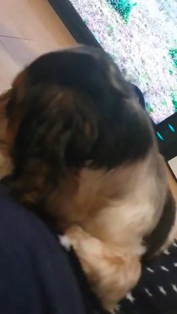 Cocker Spaniel