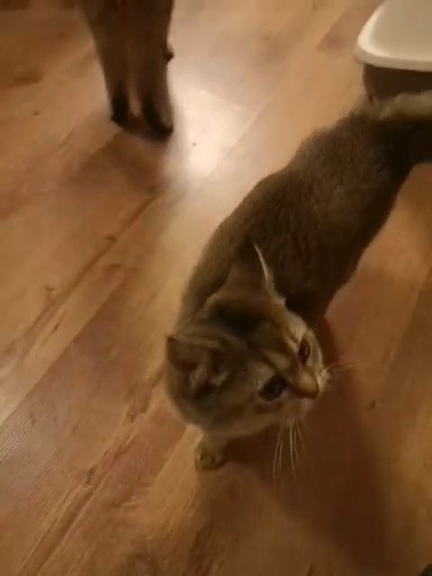 Scottish Fold kittens are looking for a new home