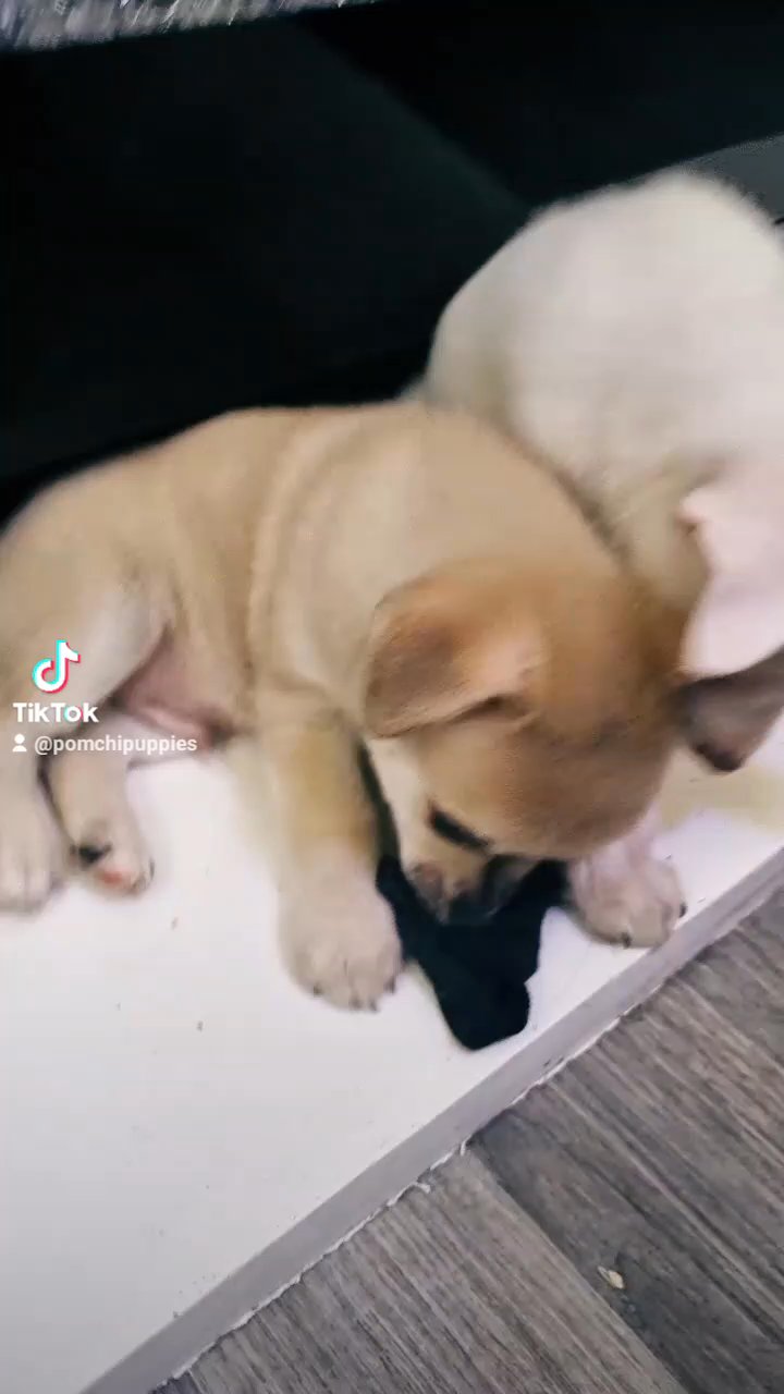 Pure Rare white adorable Pomchies puppies