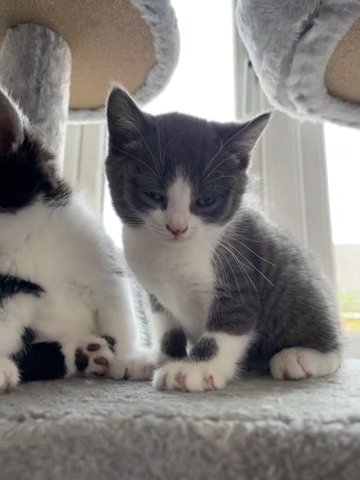 One Kittens LEFT- mum British Short Hair