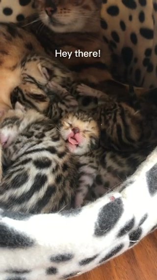 TICA Bengal Kittens