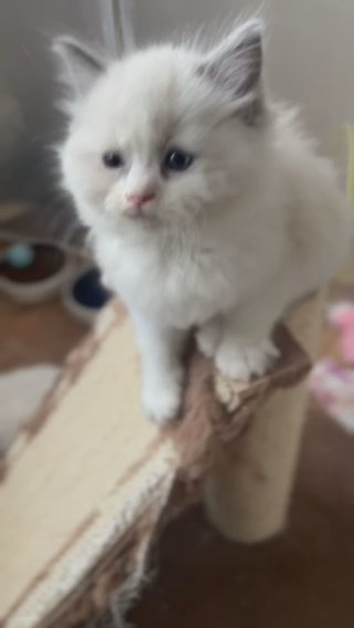 One Left !!!Gccf beautifull Ragdolls Kittens Champ Blood
