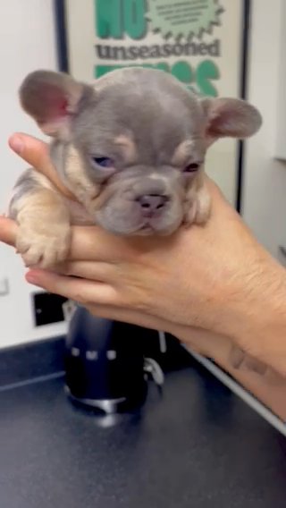 LILAC TAN FEMALE FRENCHIE