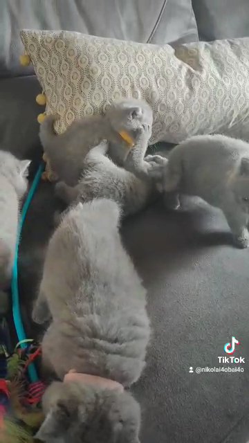 amazing British blue kittens