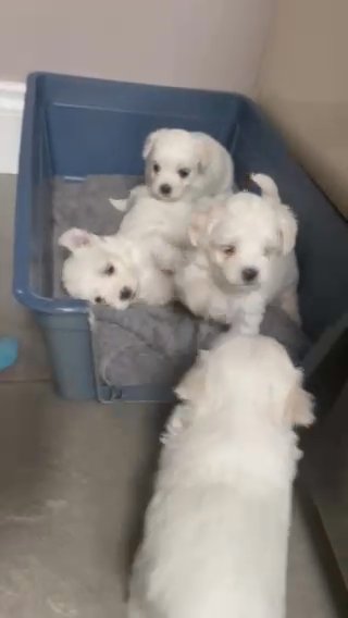 Beautiful Maltese puppies