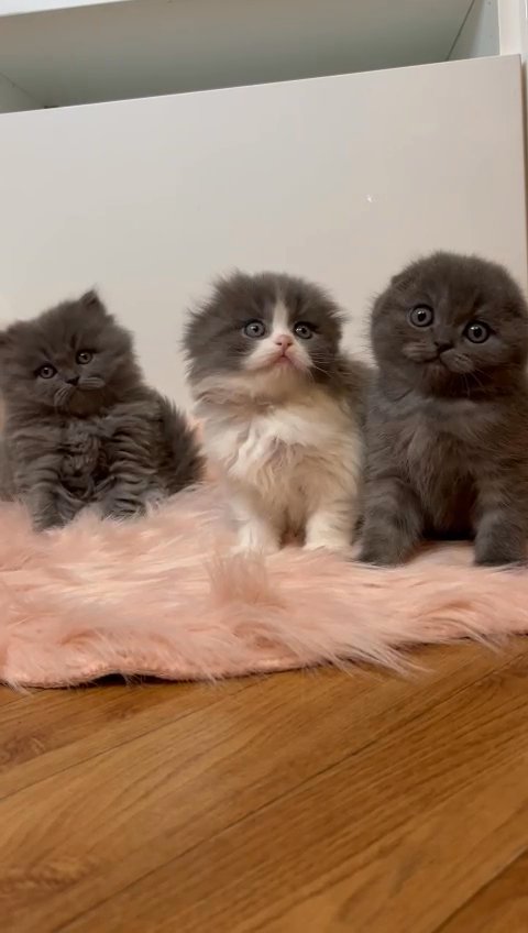SOLD OUT Scottish Fold/Straight kittens
