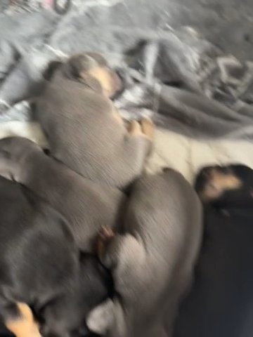 French Bulldog Pups