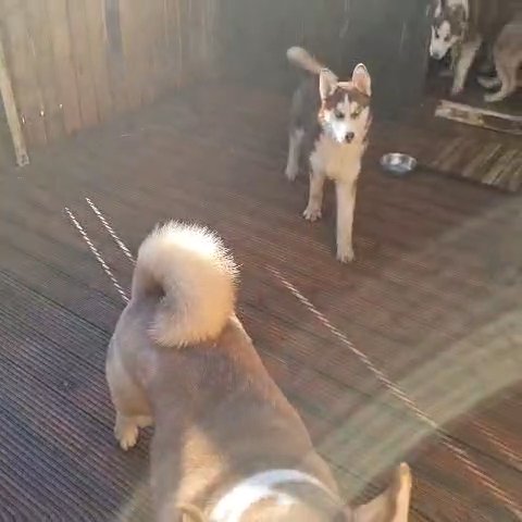 siberian husky puppies