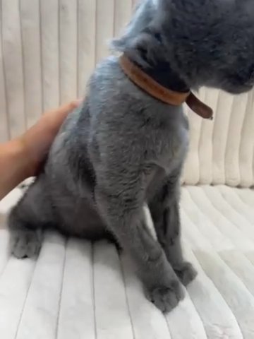 Gorgeous Full Pedigree TICA registered male kitten