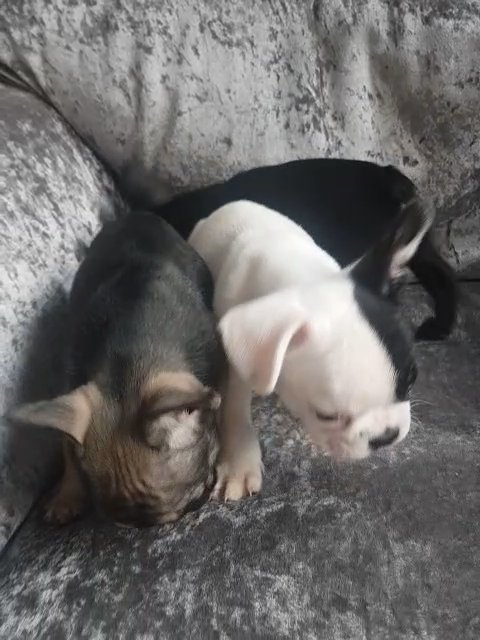 show home quality French bulldogs