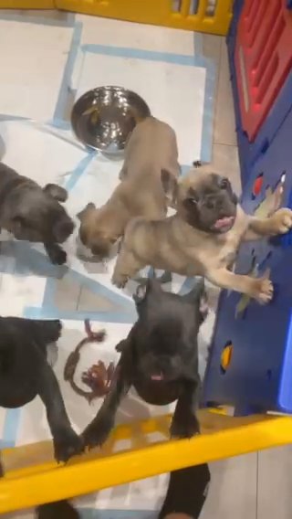 Stunning French Bulldog For sale