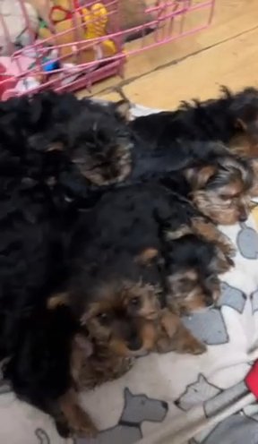 Beautiful Yorkshire Terrier Puppies