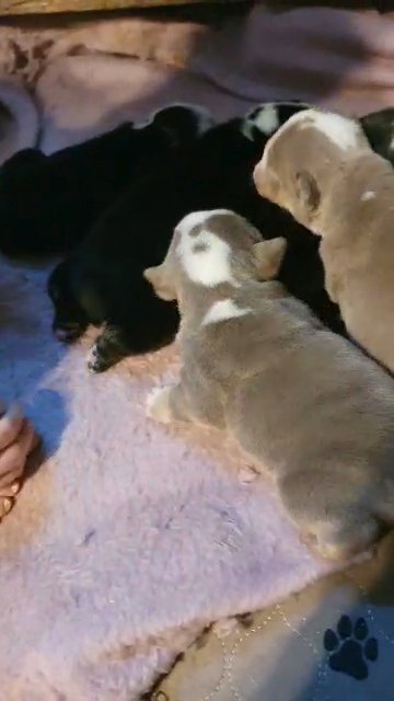 kc reg English bulldogs puppy's ready to view now..!!