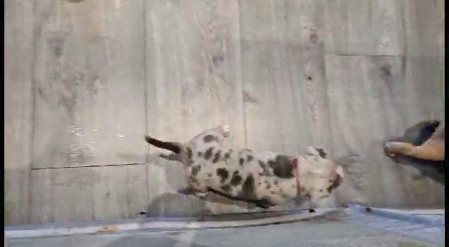 REDUCED PRICE english bull dog  puppies