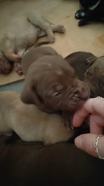 Ready to go - Cane corso X pressa canario puppies