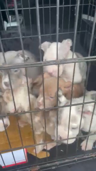 5 Beautiful Pocket Bully’s