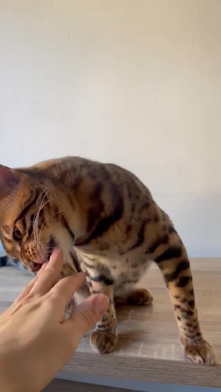 Tyga - Bengal Boy 8 Months