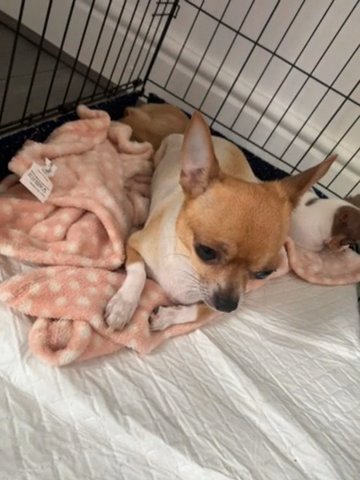 Chihuahua  For Sale Puppys Boy And Girl