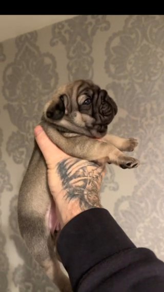 3 Female Frenchies Carrying Fluffy